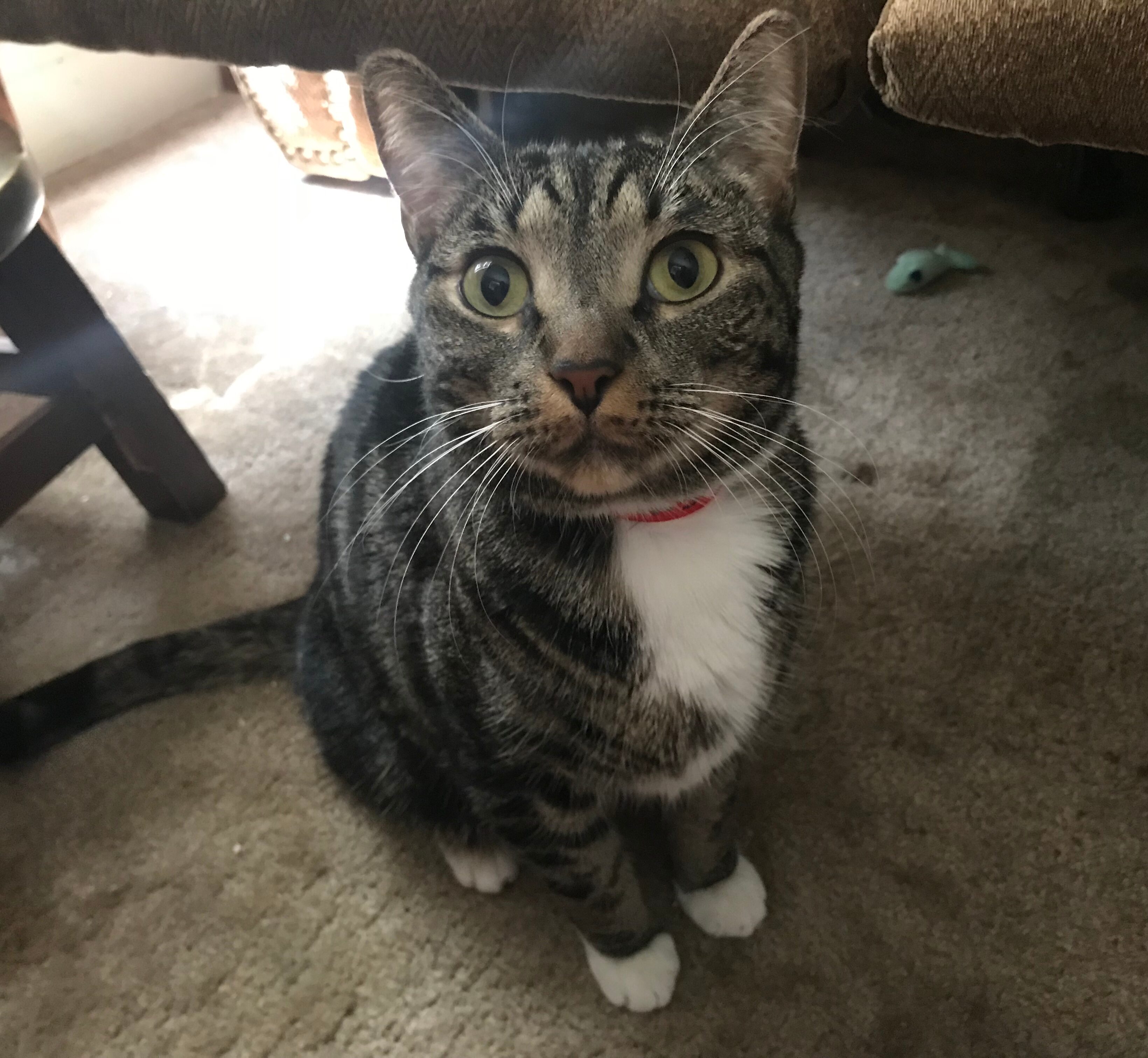 Angel sitting on the carpet and looking up with wide green eyes and alert ears