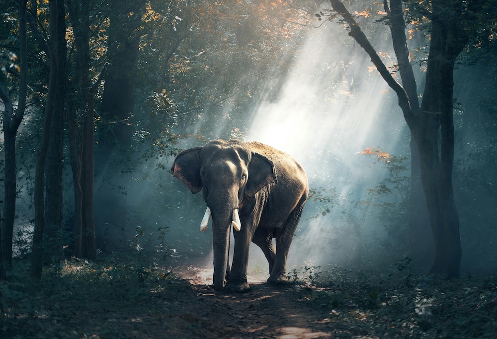 Elephant walking through a forest with sunbeams shining through the trees