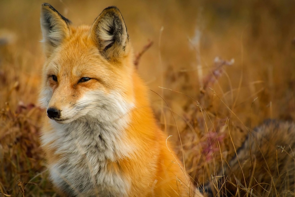 Red fox sitting in tall autumn grass