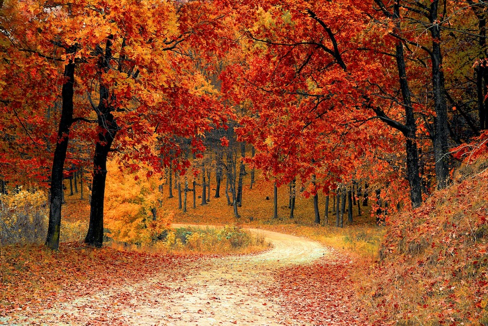 Curving path through a forest filled with bright red and orange autumn leaves