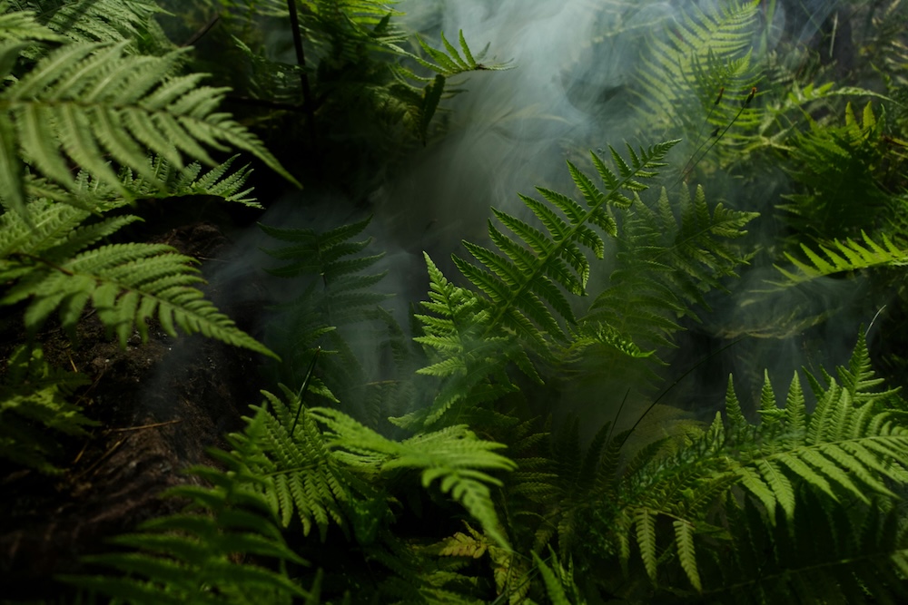 Green ferns growing in a misty forest with soft light filtering through